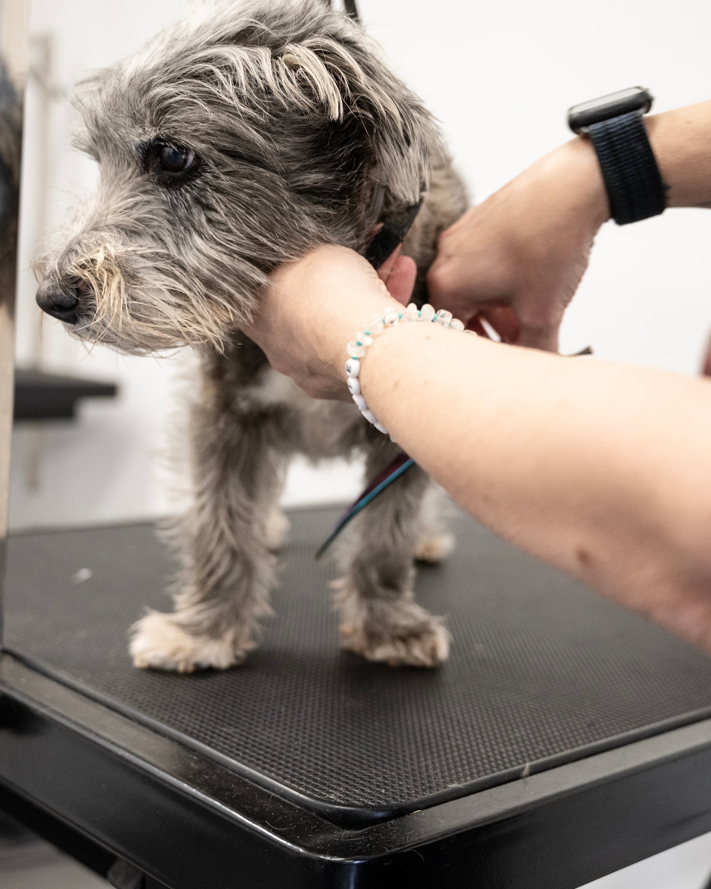 Lucie taking care of the dog being groomed