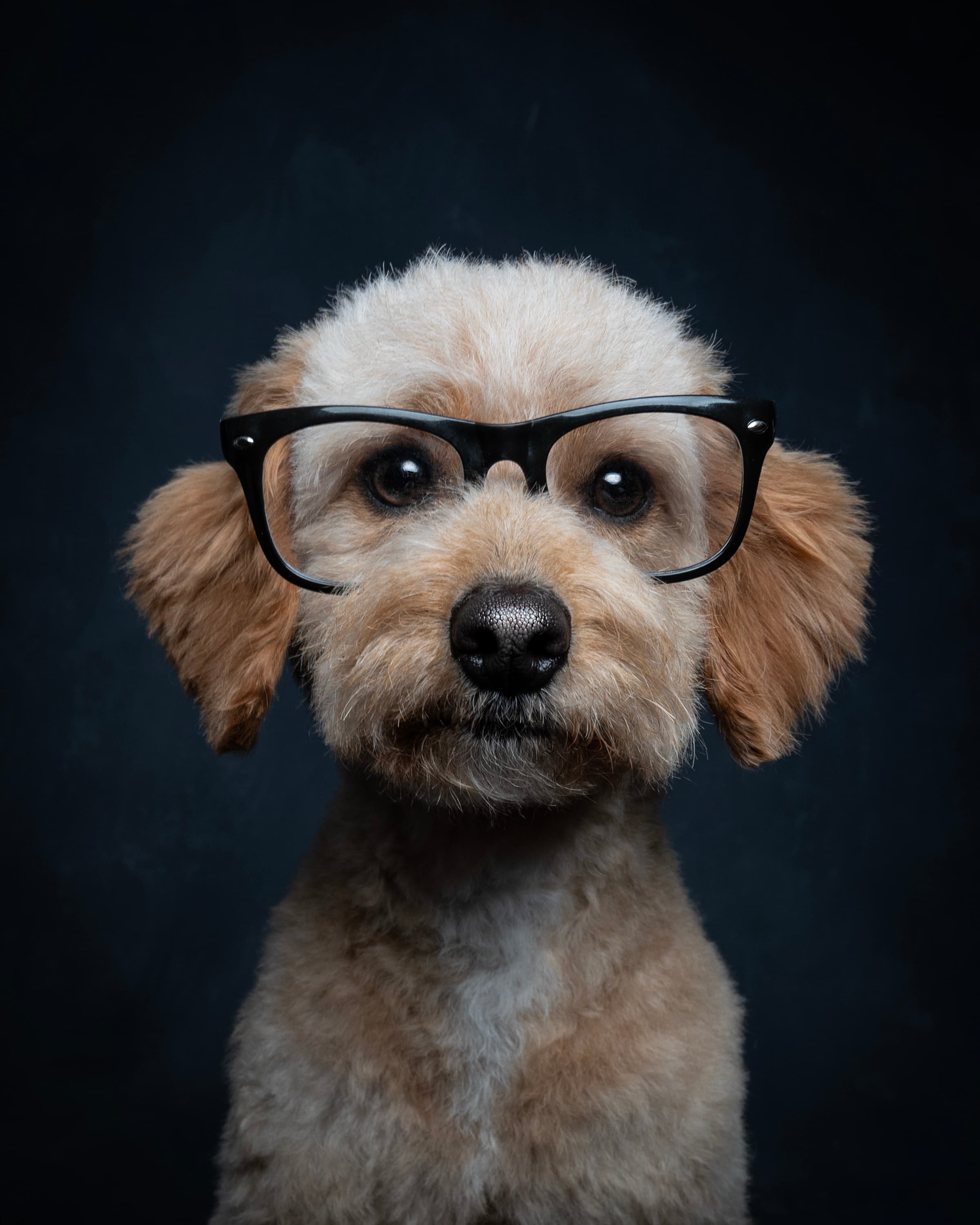 Dog photographed at Cotswold Pet Photography